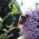 Eco School Bee feeding on Allium